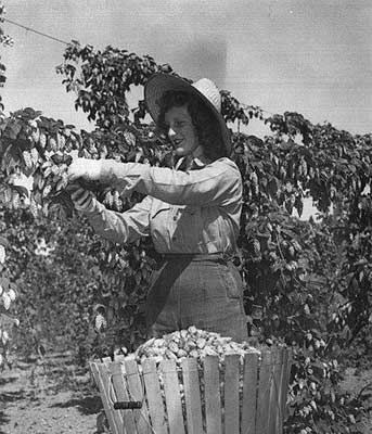 Hop picking at Del Haener’s farm near Butteville in 1946 [Photo courtesy Oregon Historical Photo Collection, Salem Public Library]